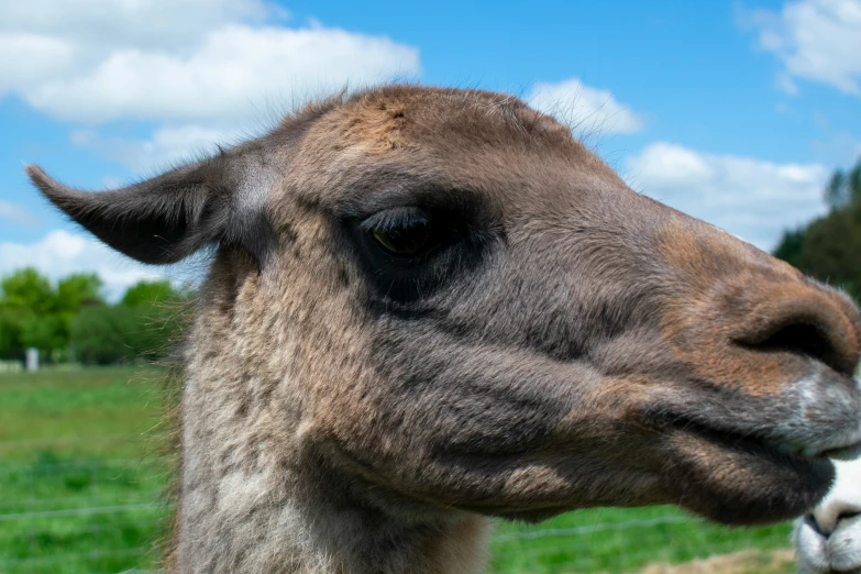 a close up of a brown and white llamas face