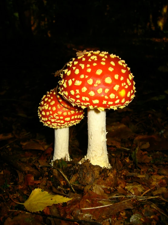 a pair of mushrooms are sitting in the leaves