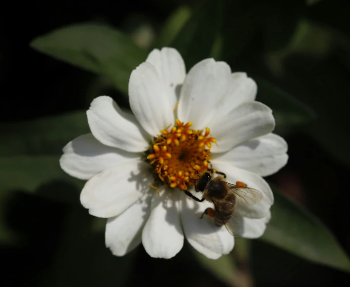 a flower with a bee sitting on it