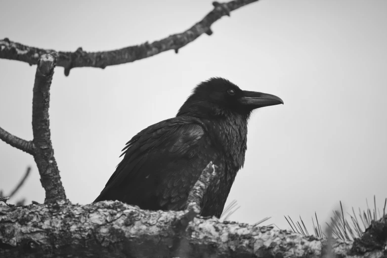 a black bird perched on a tree nch