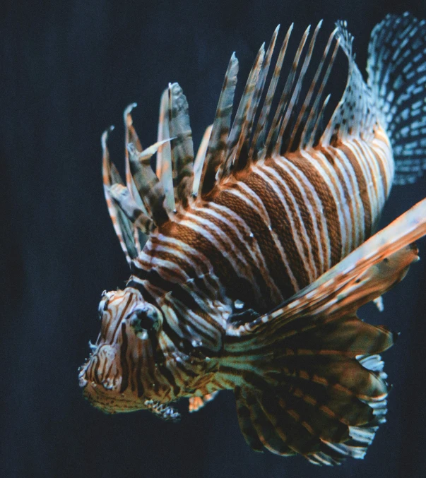 a brown and white fish floating on top of a lake