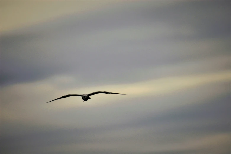 the bird is soaring through the gray sky