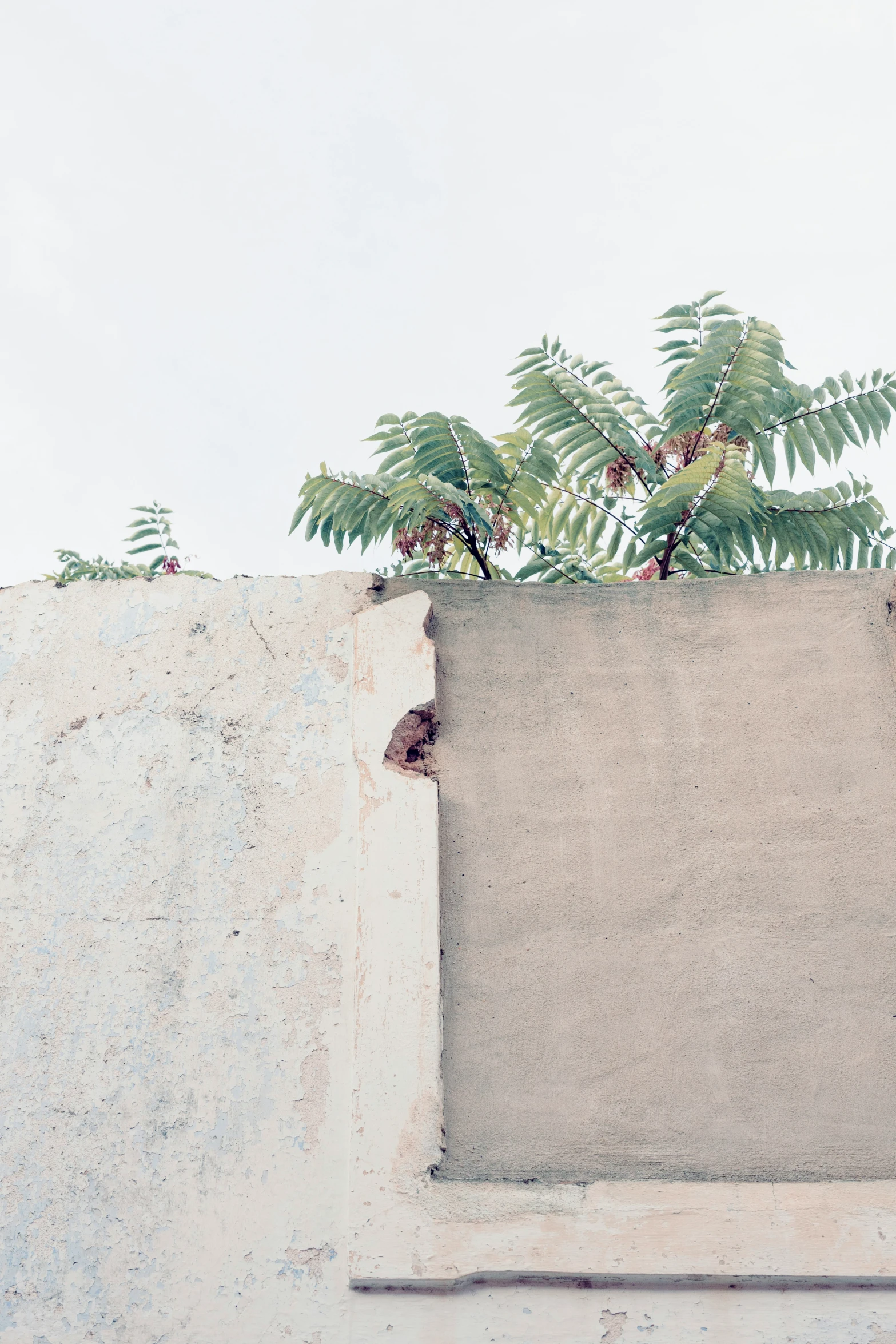 green plants in an empty wall and grey concrete