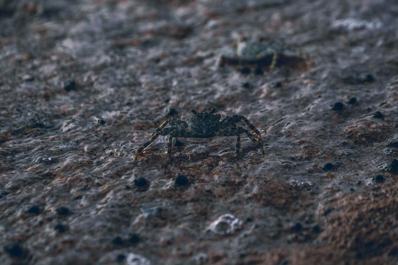 a bug sits on top of some dirt