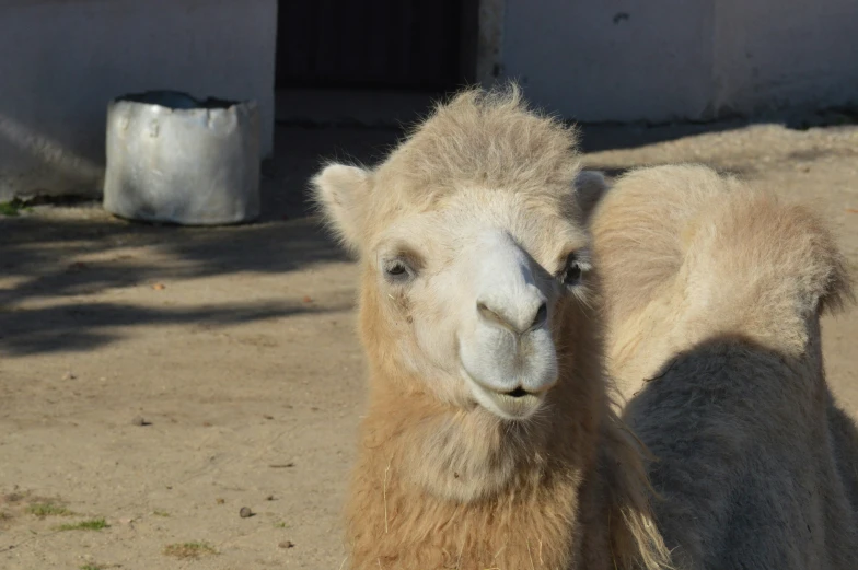 a camel sitting in an enclosed area