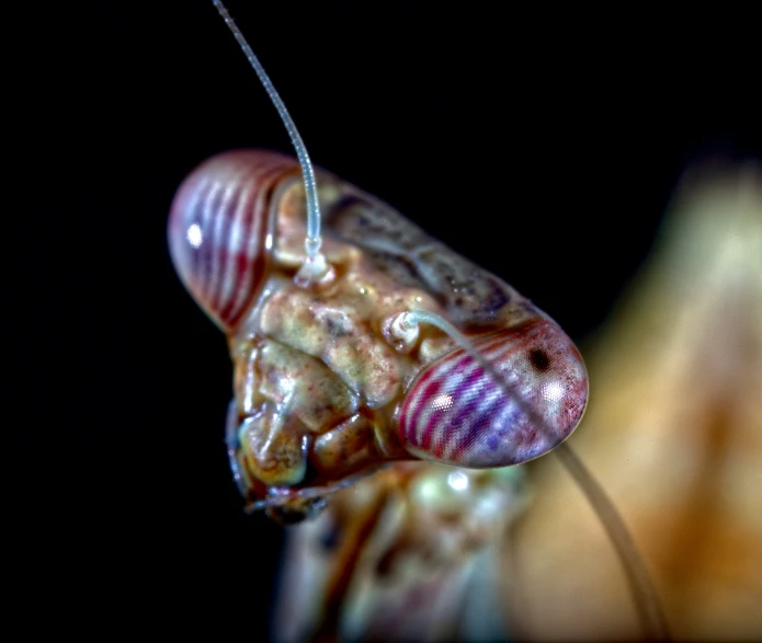 a closeup of a mantist's face as it looks in the camera