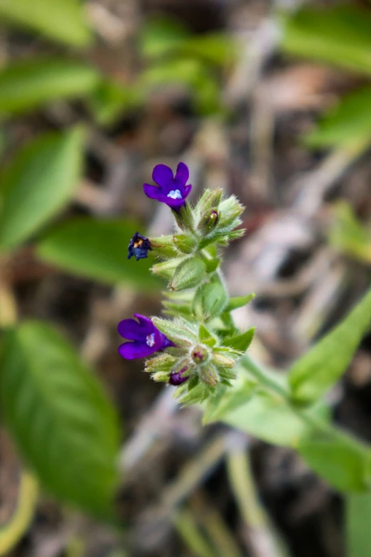 purple flowers growing out of the ground near green leaves