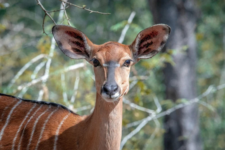 the deer is posing for the camera in the woods