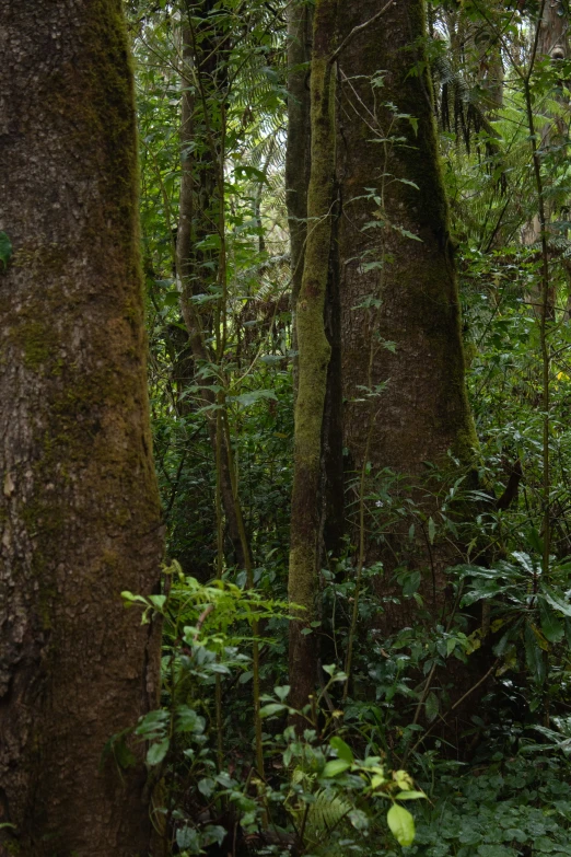 lush vegetation and trees in the jungle