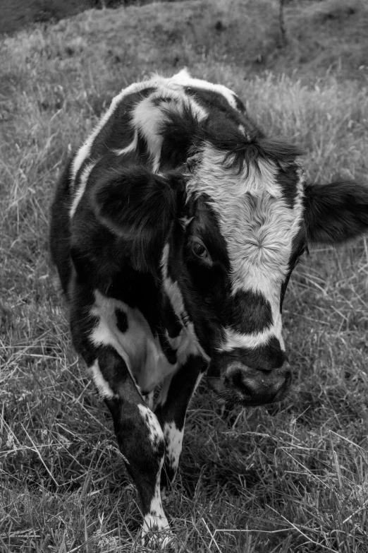 a cow has his face slightly hidden through the grass