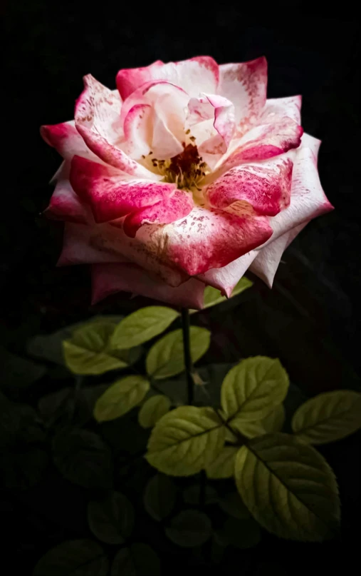 a flower with pink and white flowers in the dark