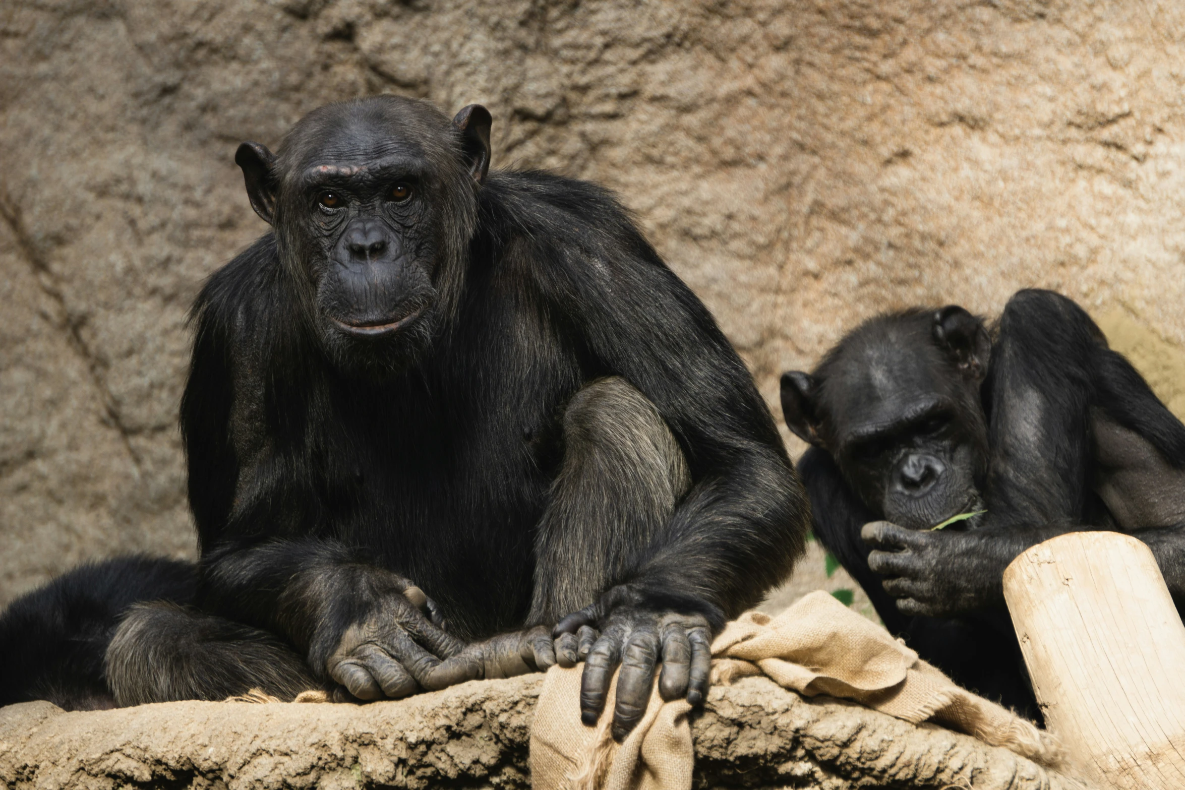 two chimpanquins sitting next to each other on a rock wall