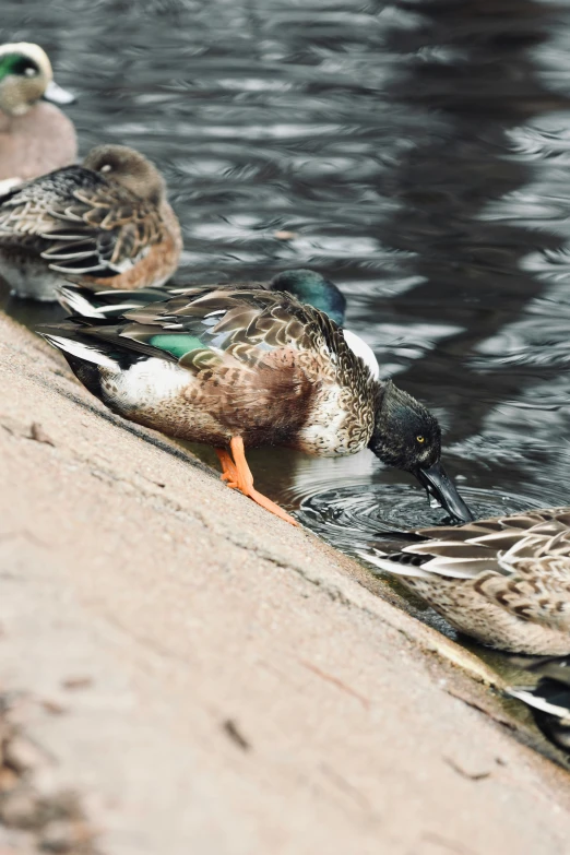 two birds that are in the water near some rocks