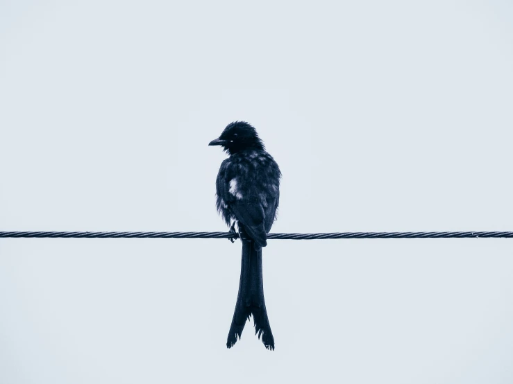 a black bird sitting on a wire against a cloudy sky