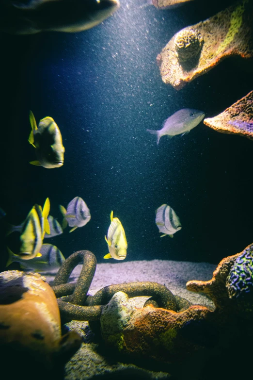 a marine aquarium filled with small yellow and blue fish