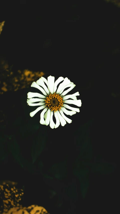 close up of an adorable white daisy flower on black background