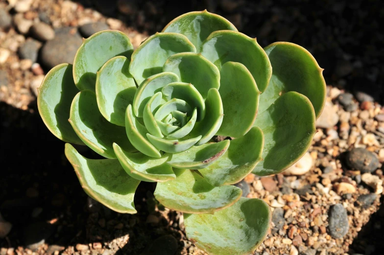 a close up of a plant in the dirt