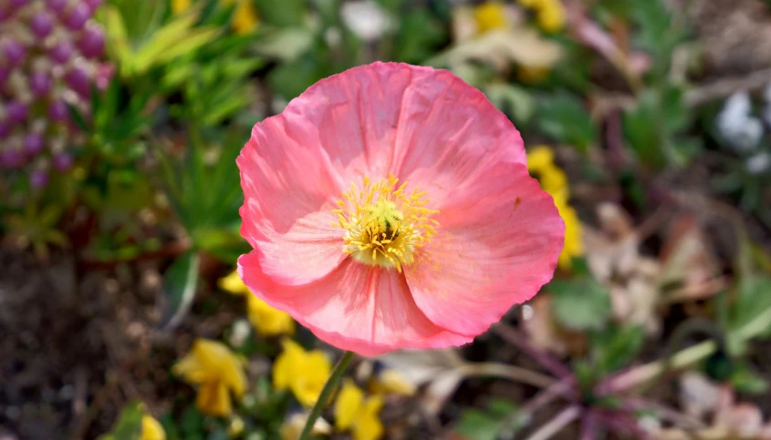 a close up of a single flower on the ground