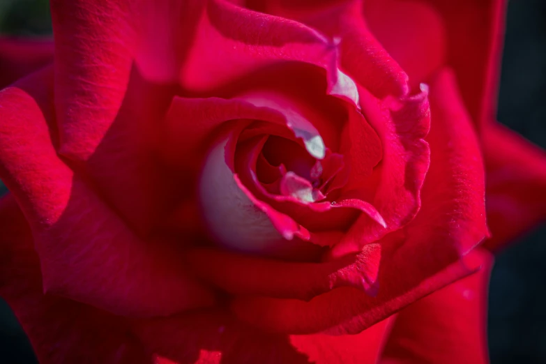 a red rose with white inside it