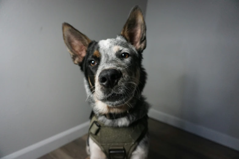 a dog looks up while wearing a vest