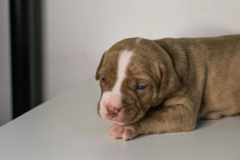 a brown puppy that is laying down on a table