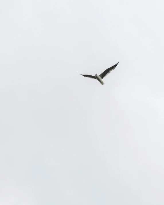 a bird flying in the air with a sky background