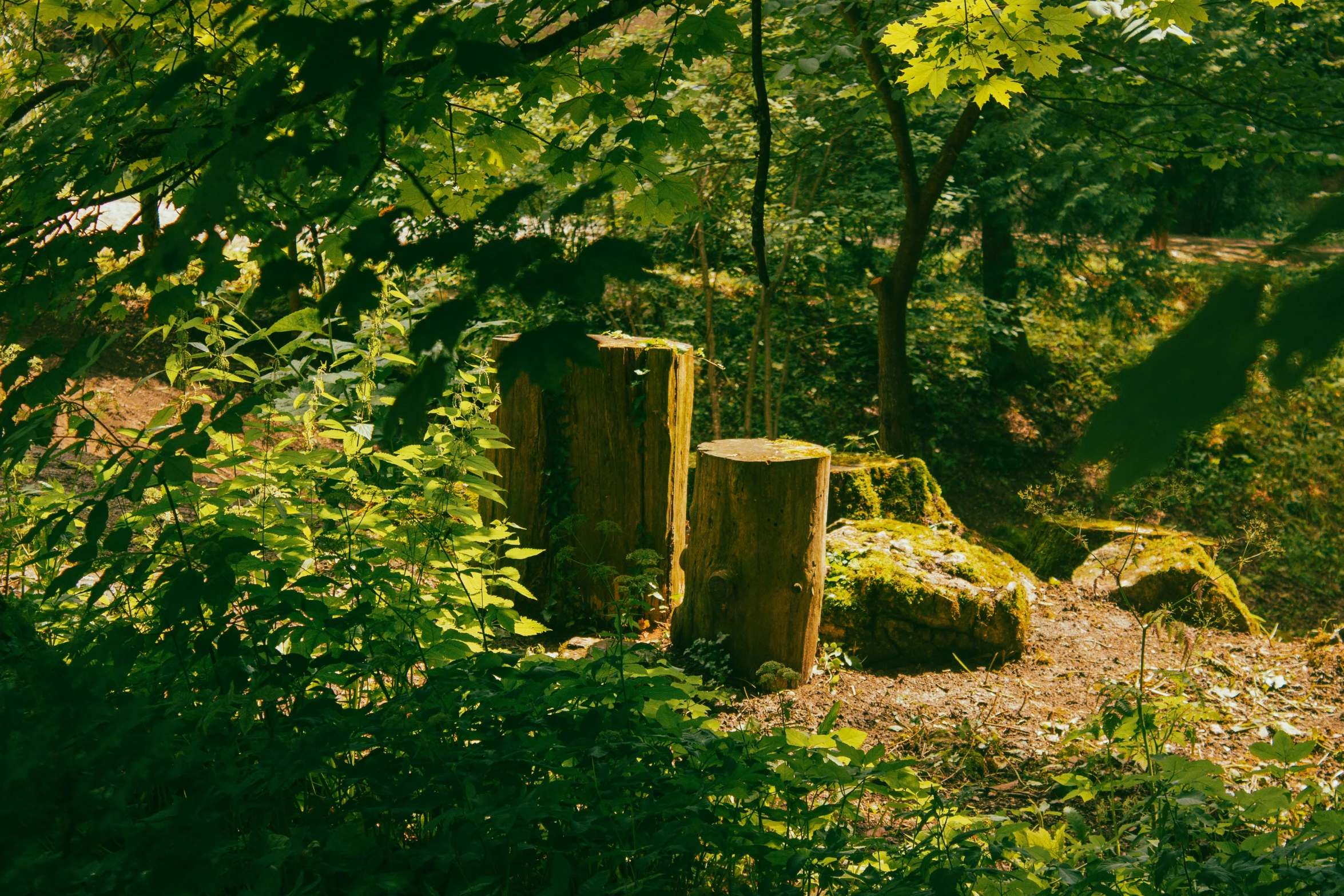 a wooden bench in a forest surrounded by green leaves