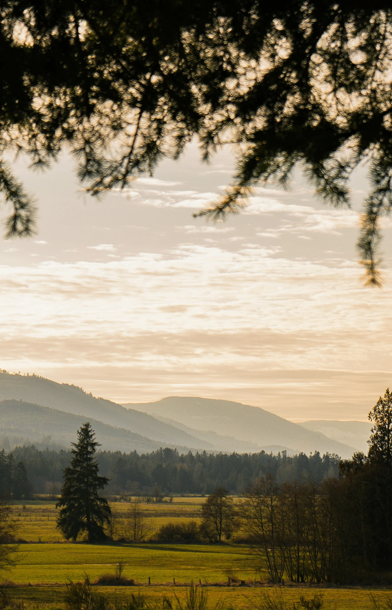 a lone tree sits in the foreground as a field is shown