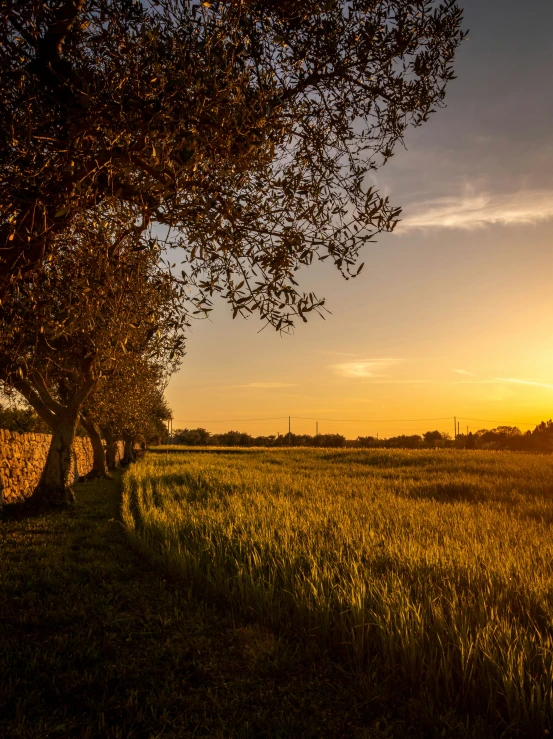 the sun rises over an open field behind some trees