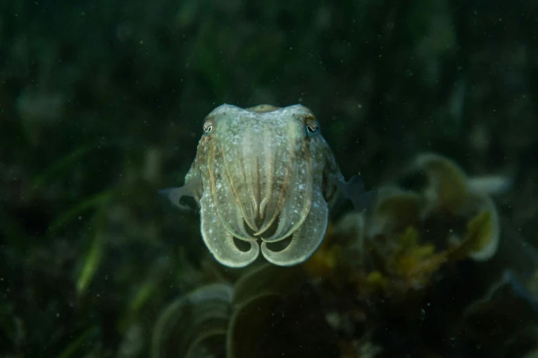 an underwater view shows a close up of a fish