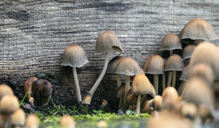 a group of small mushrooms on a field