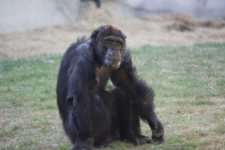 the young monkey is standing on the ground