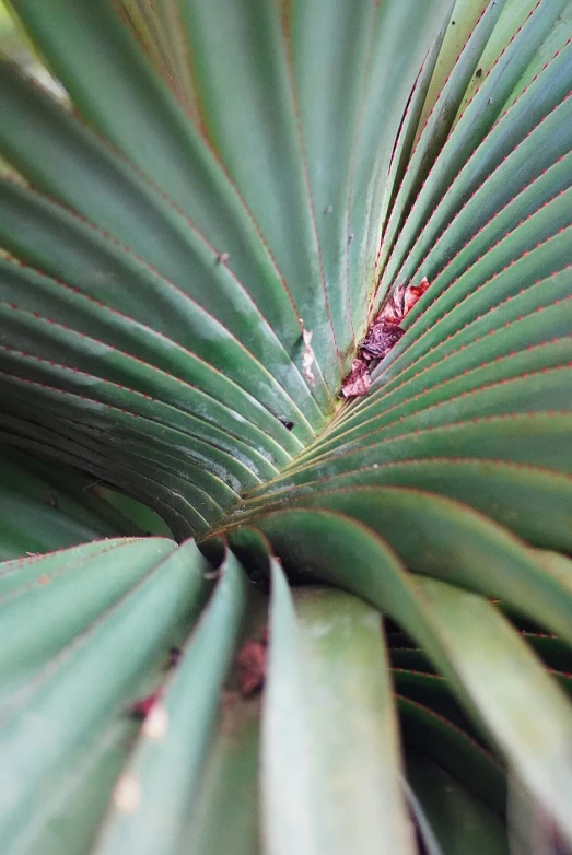 a large green leaf with a red flower on it