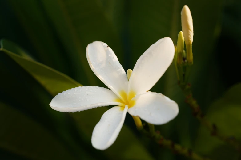 a white flower with yellow centers on a stalk