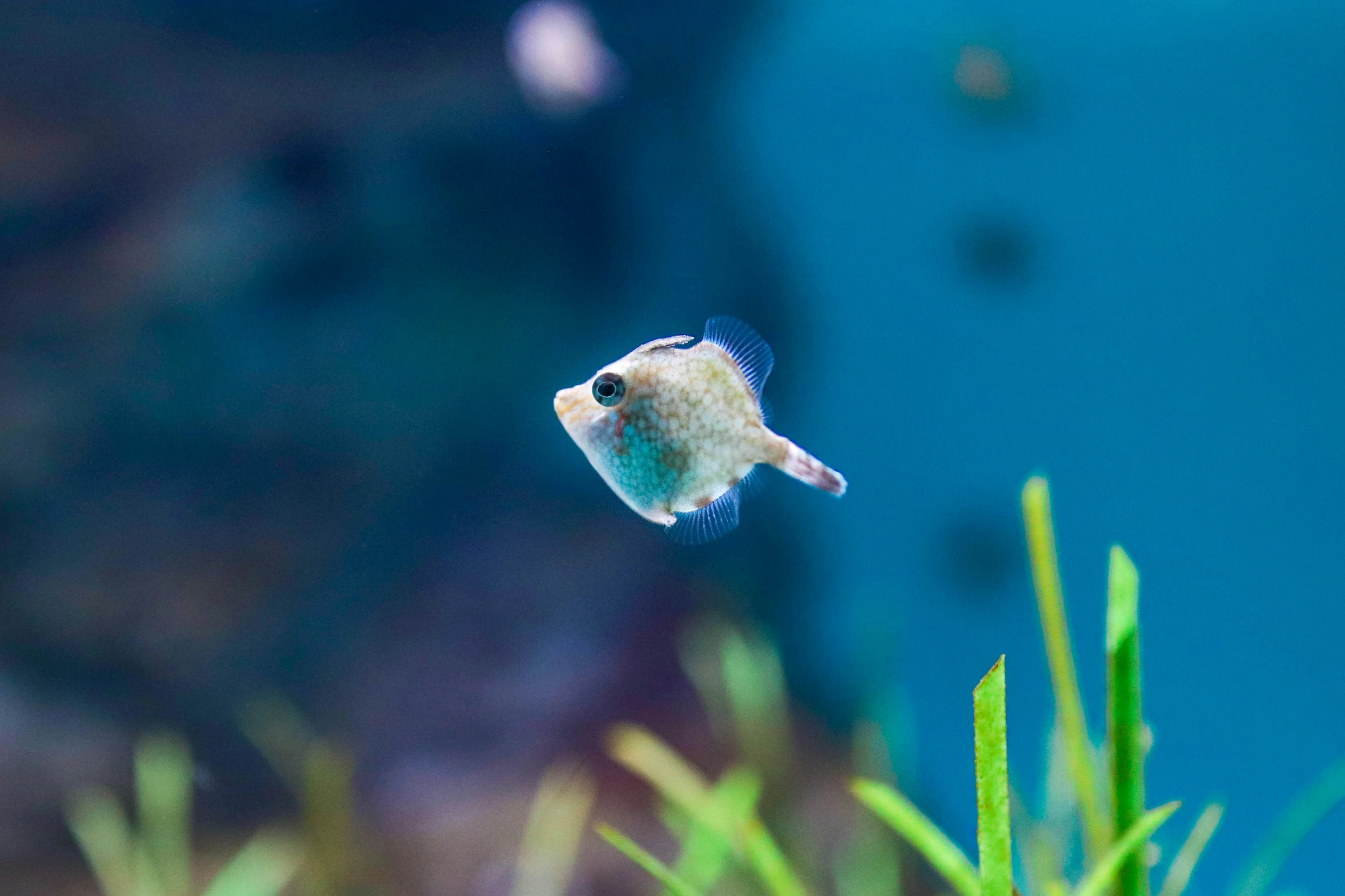 a blue and white fish is in an aquarium