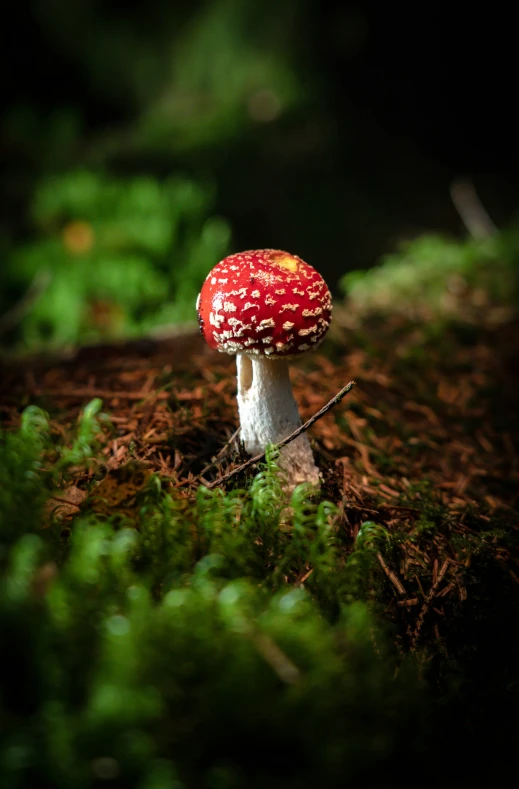a close up of a red mushroom with white dots