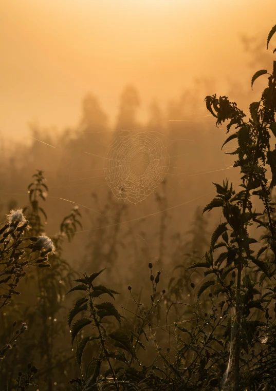 a very pretty spider web in the middle of some grass