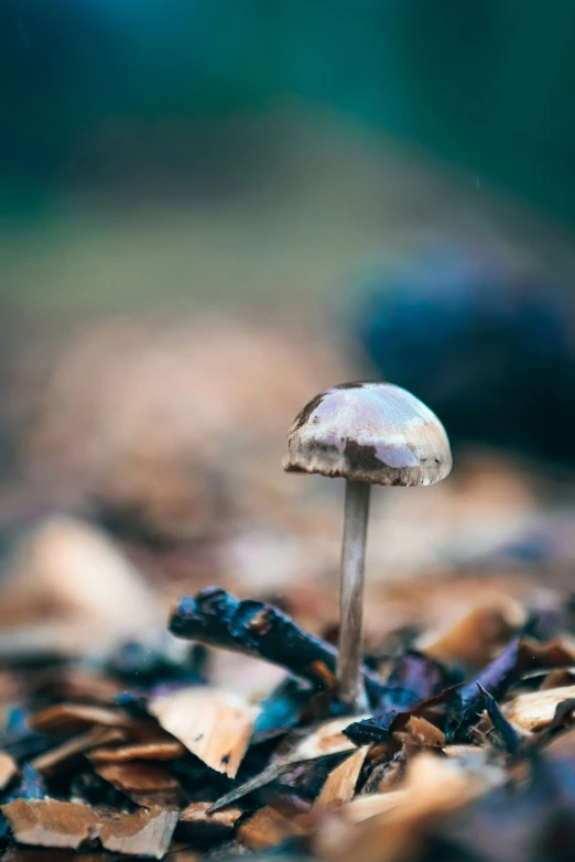 a mushroom is on top of dried leafs