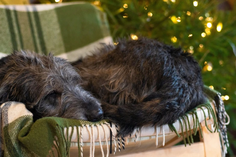 a dog is laying on a chair with a blanket near a christmas tree