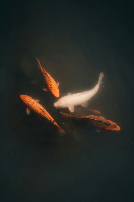 there are a lot of koi fish swimming in the water