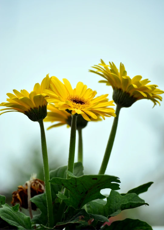 three yellow sunflowers in a pot of water