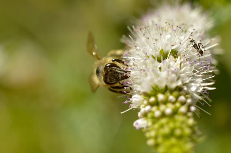 there is a bees that is landing on some flower