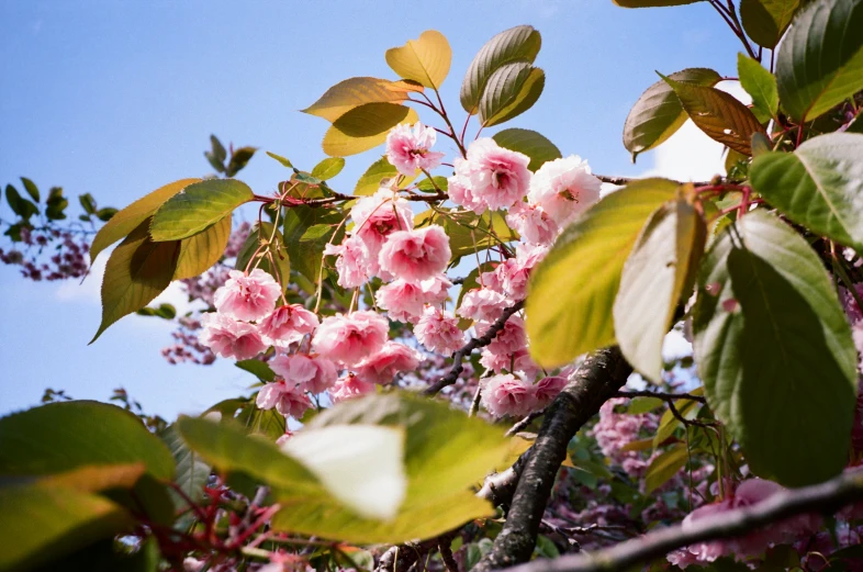 a pink flower that is blooming on a tree