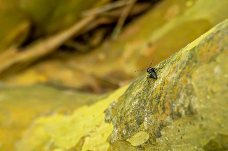 a bug on a rock in a park