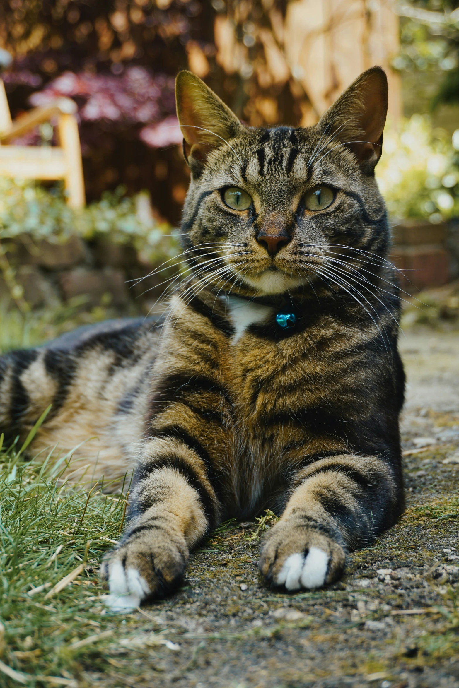 a black brown and white cat laying on the grass