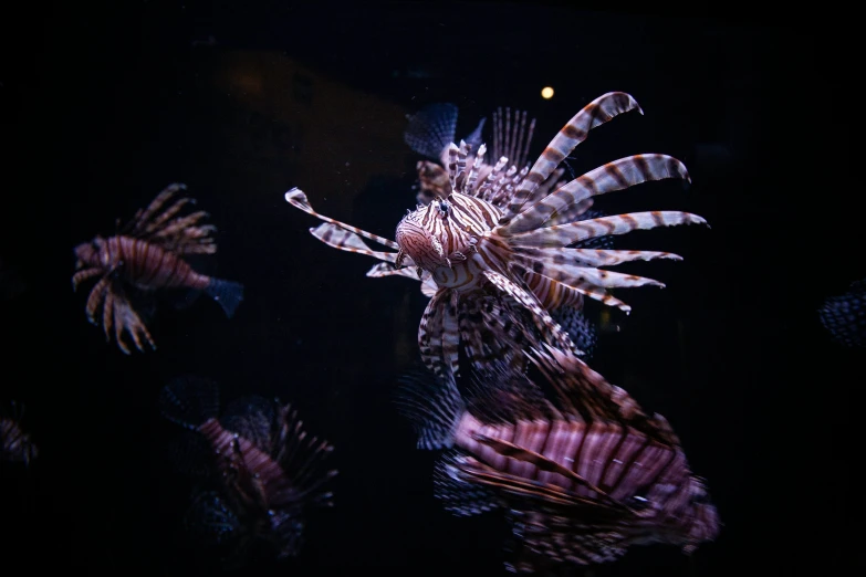 a lionfish that is very large and white