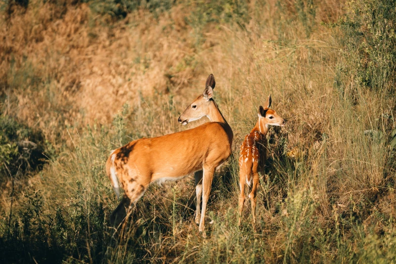 two deer stand in tall grass near one another