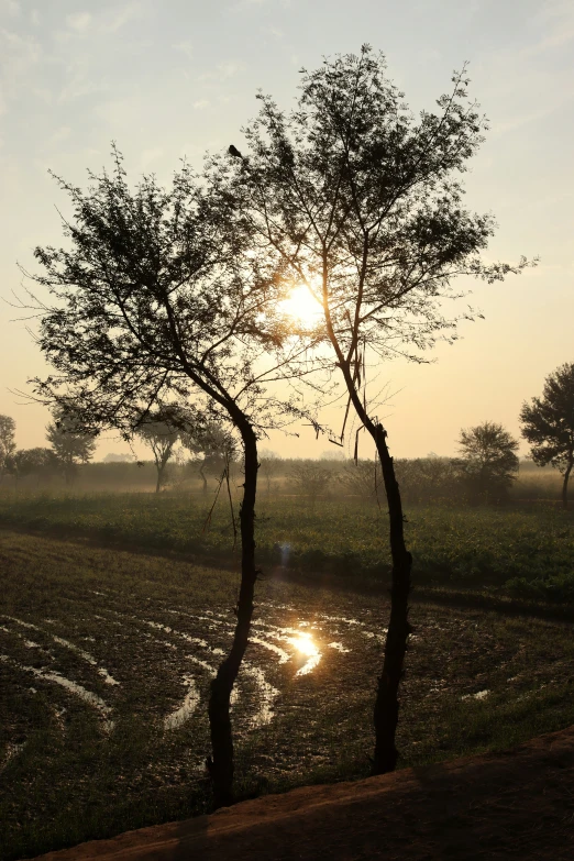 the sun rises in an expansive field of trees