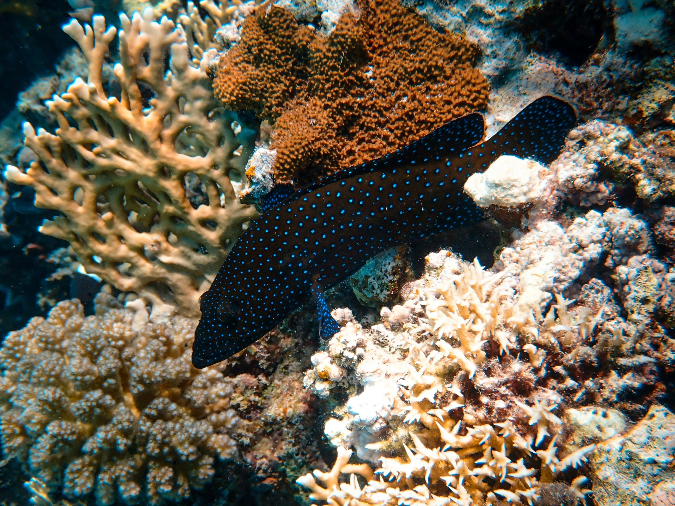 an image of a sea animal in the ocean