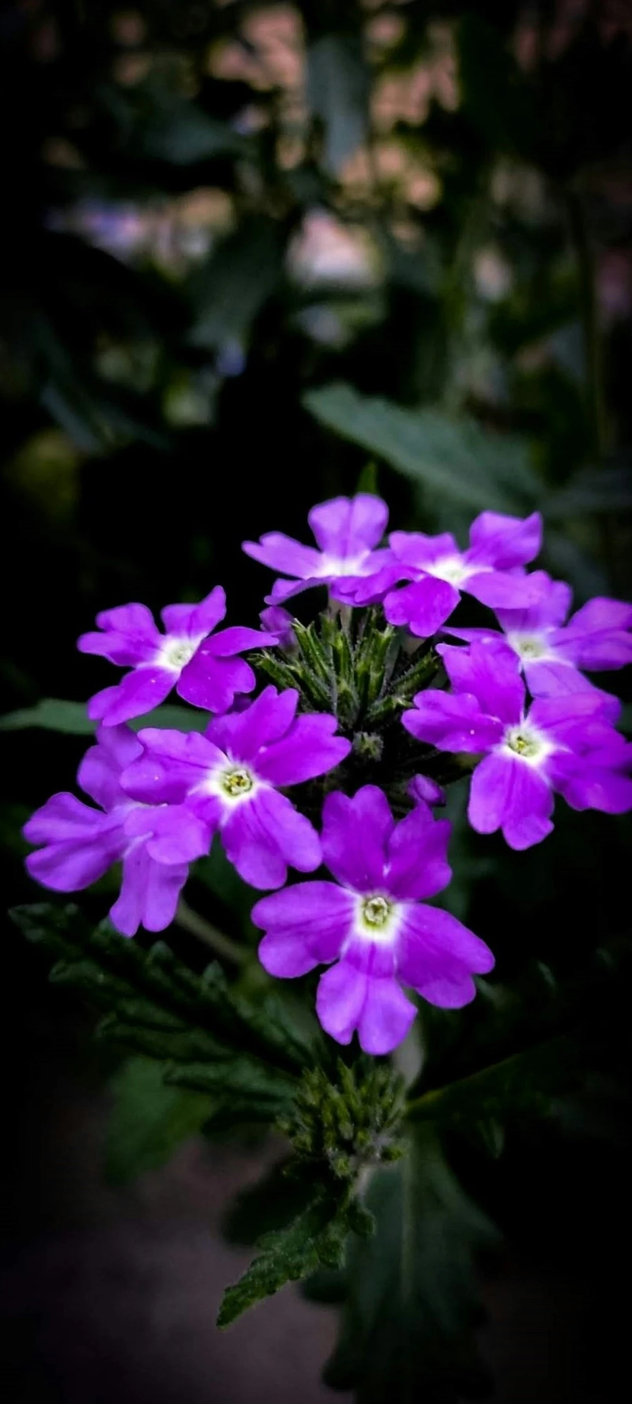 a close up image of purple flowers